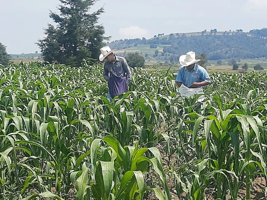 Productores locales de maíz de Quesos Amarte